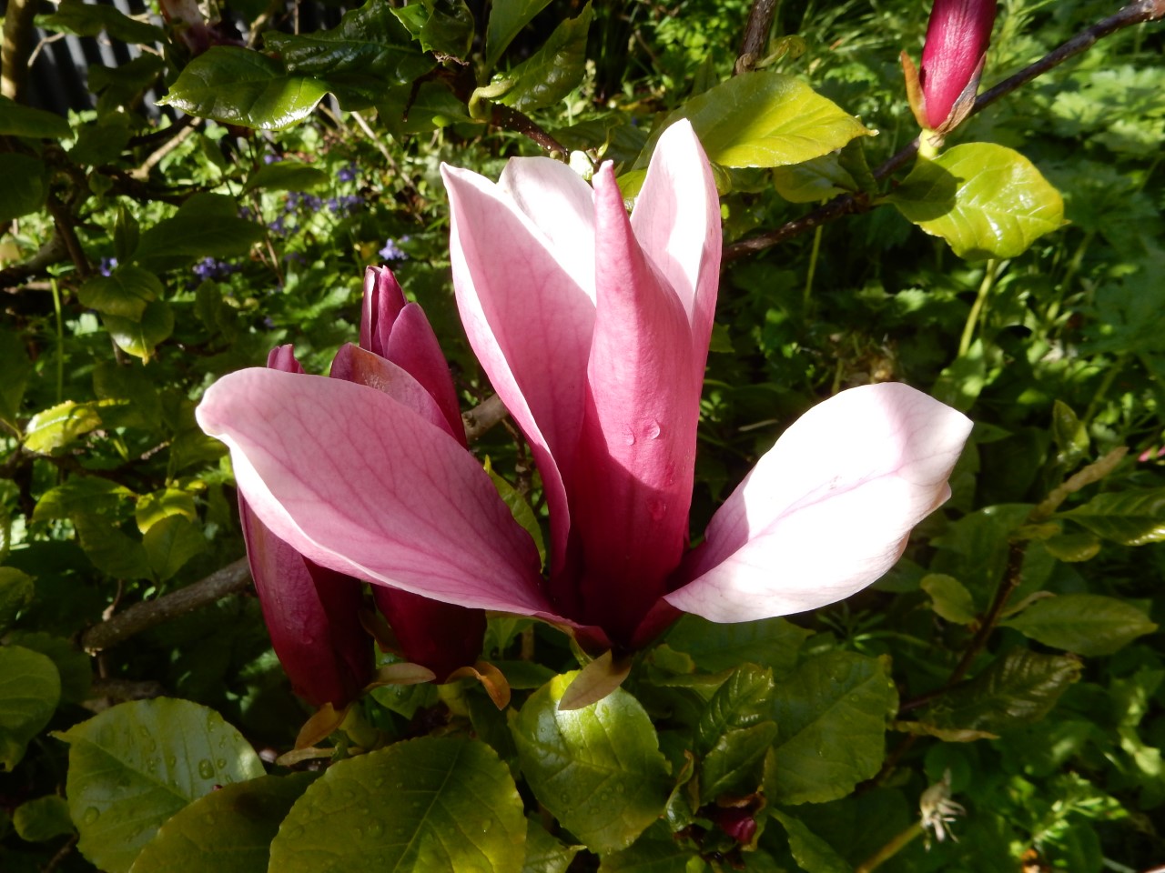 M. liliiflora 'Nigra' AGM